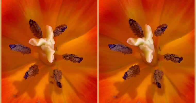 Macro stereo photography: a beginner’s perspective