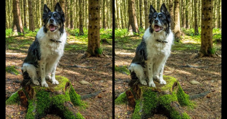 Simultaneous nature photography