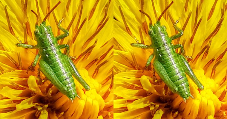 Bugging Out!
