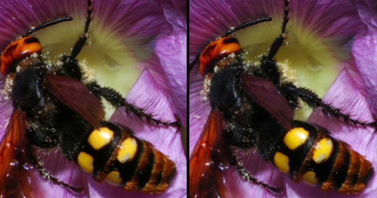 VSC Meeting, July 2025